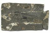 Oligocene Fossil Percoid Fish (Oligoserranoides) - Poland #374397-1